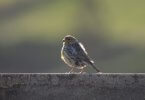 Female Canary sitting on a wall