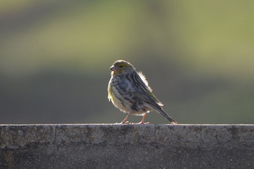 Female Canary sitting on a wall