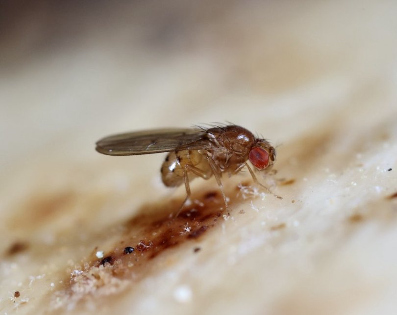 Female Drosophila fruit fly.